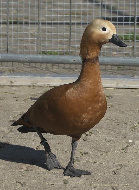 谈及克劳奇